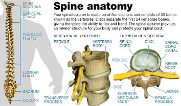 Back Pain & Spinal Anatomy